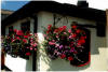 Hanging Baskets, Primroses, Carnations, Bay trees, Busy Lizzies, Assorted Flowers and Shrubs